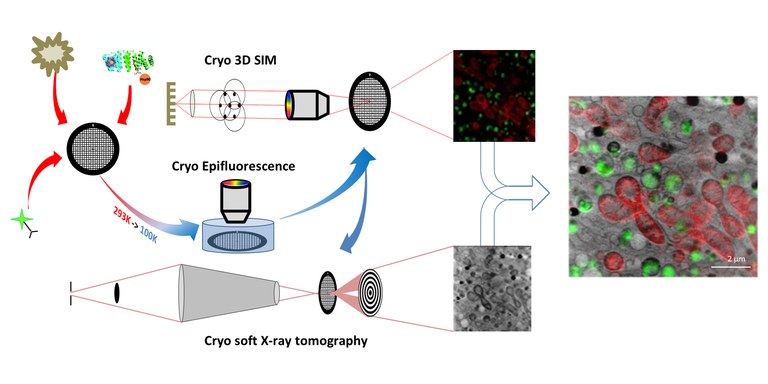 Cryo-3D correlative fluorescent light and soft X-ray tomography (CLXT) approach: cryo-3D structured illumination microscopy (cryo-3D-SIM) and cryo soft X-ray tomography (cryo-SXT).