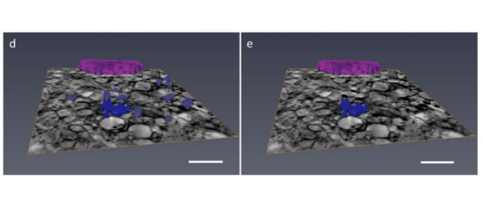 Figure.  (d) Color-coded 3D rendering of the nucleus and dense structures of bone mesenchymal stem cell 4 days after osteoblastic induction. Dense structures voxels were selected automatically using a threshold. After spectral analysis, only some of these dense structures show Calcium content. These Calcium-rich voxels are reported in (e). Scale bar is 2 μm. / Images based on cryo-X-ray absorption near edge structure microscopy.