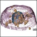 FEEDING CELLS WITH CHOLESTEROL TO STUDY ATHEROSCLEROSIS