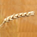 RESEARCHERS STUDY THE INTERPLAY BETWEEN MERCURY AND SELENIUM ENRICHED WHEAT