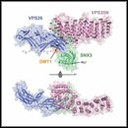 SOLVED A MOLECULAR RECOGNITION MECHANISM INVOLVED IN PROTEIN RECYCLING 