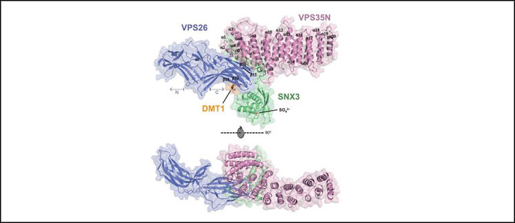 Overall Structure of the VPS26-VPS35N-SNX3-DMT1-II Complex. The crystal structure is shown in two orthogonal views represented by a ribbon diagram with transparent surface. 